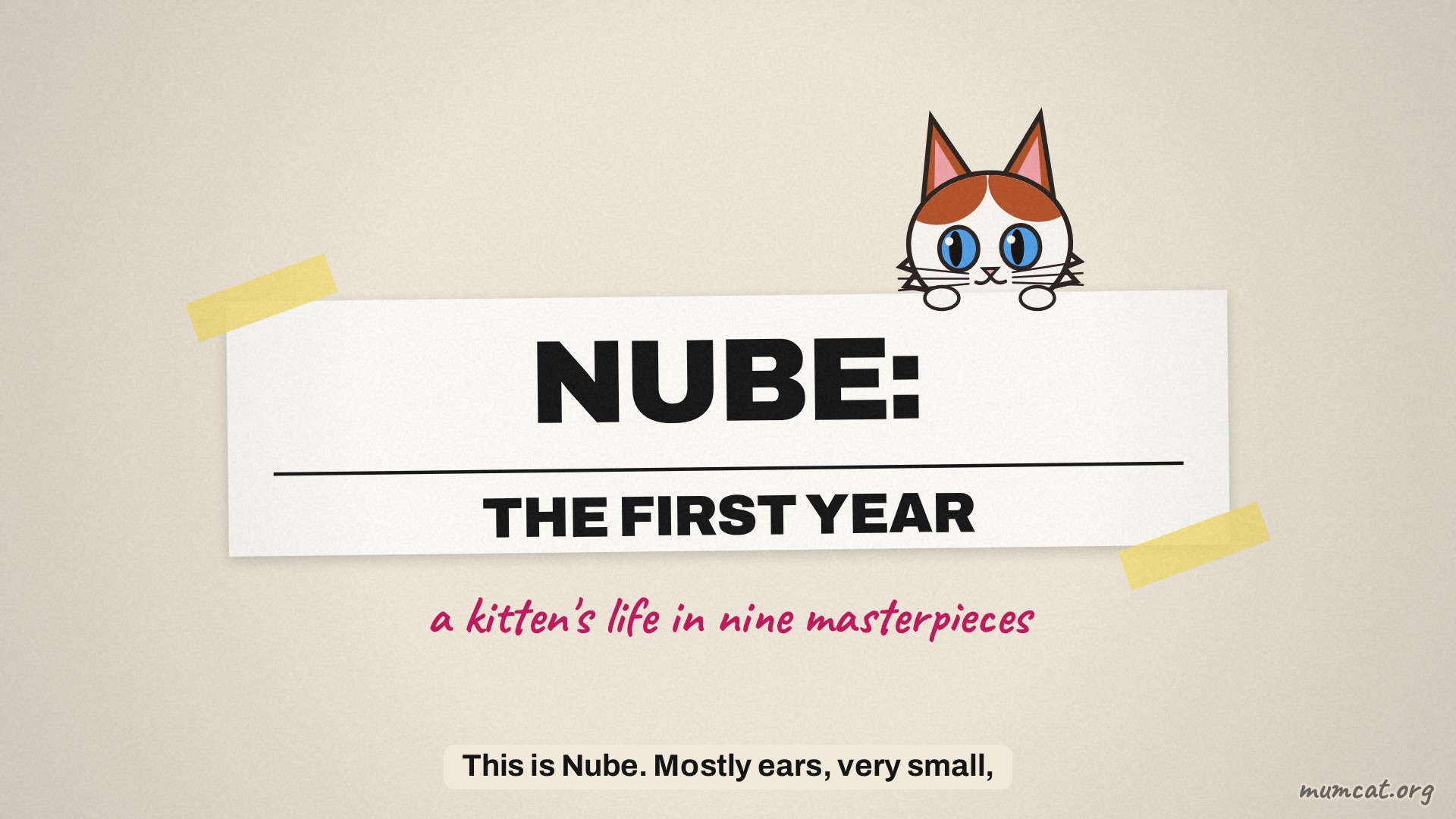Il primo anno di Nube: vita da gattina, mese per mese