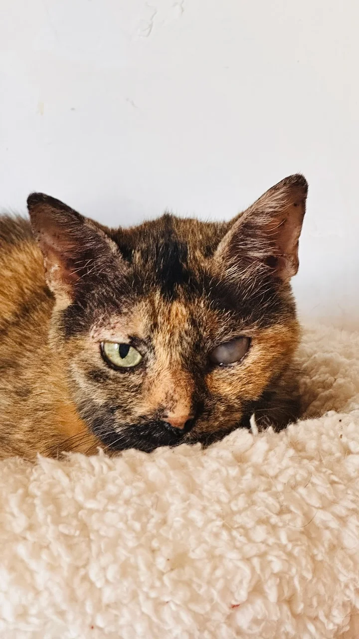 Bagheera cet été, avec un œil voilé pendant l’infection