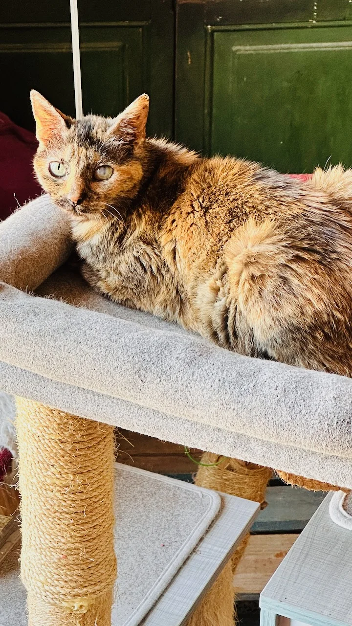 Bagheera : 18 ans, positive au FIV, et toujours à la chasse aux souris (en peluche)