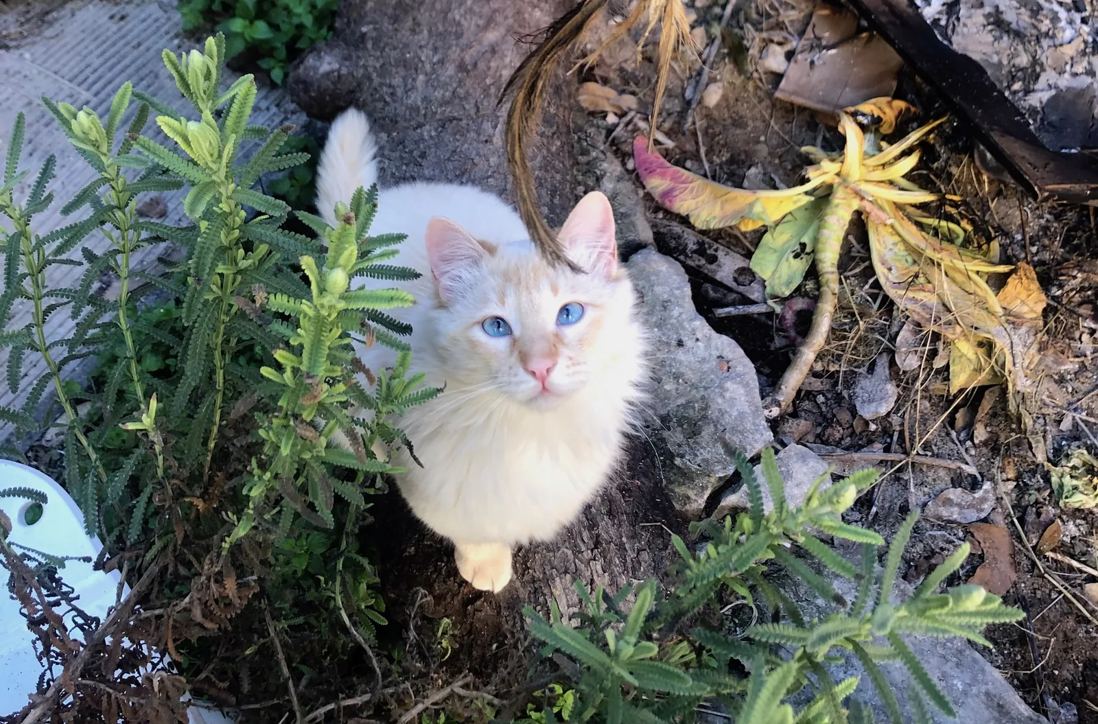 The cute and fluffy also need to be rescued