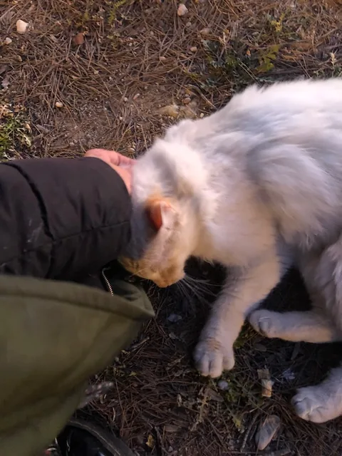 Ivan-adpted-cat