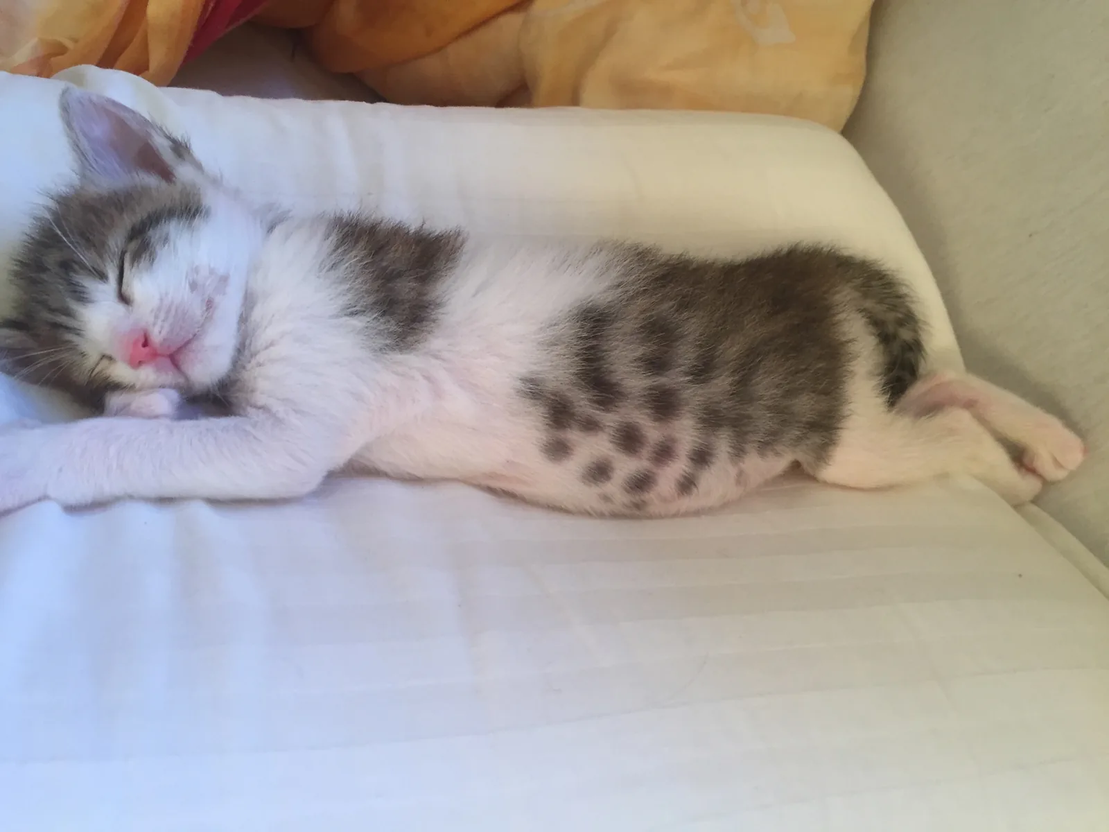 Increasing number of cats