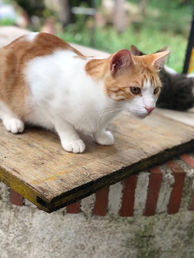 Max, adult tabby rescue cat, adopted in Germany