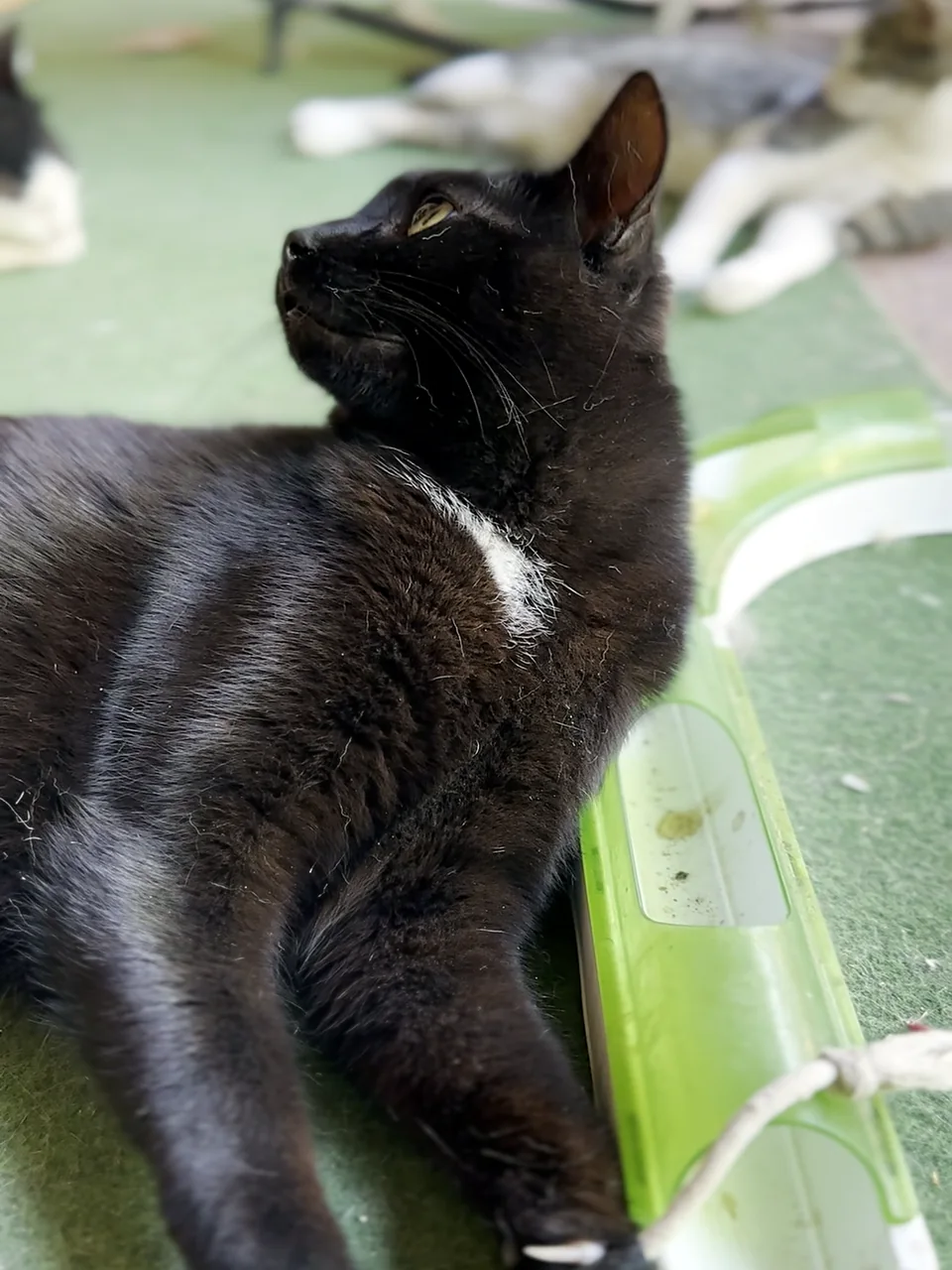 The best bonding experience: playtime