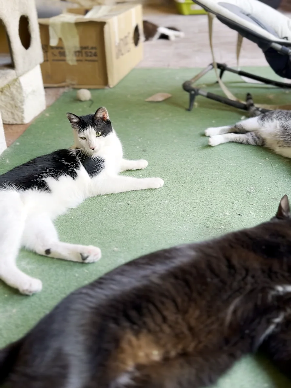 A lazy afternoon at Mumcat: cats stretched out asleep on the green mat