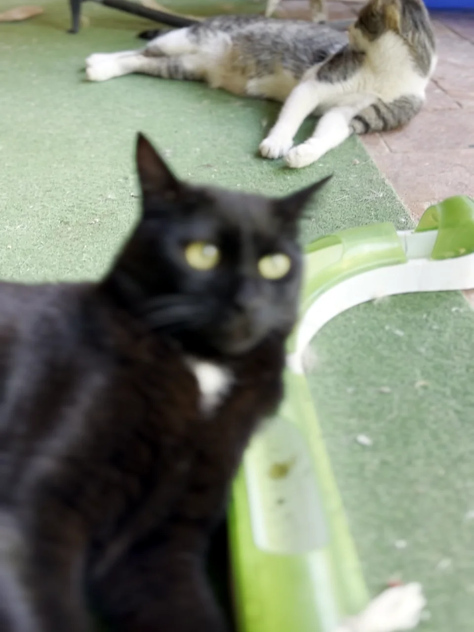 A black cat with a white chest looking straight at the camera, ready for the next game