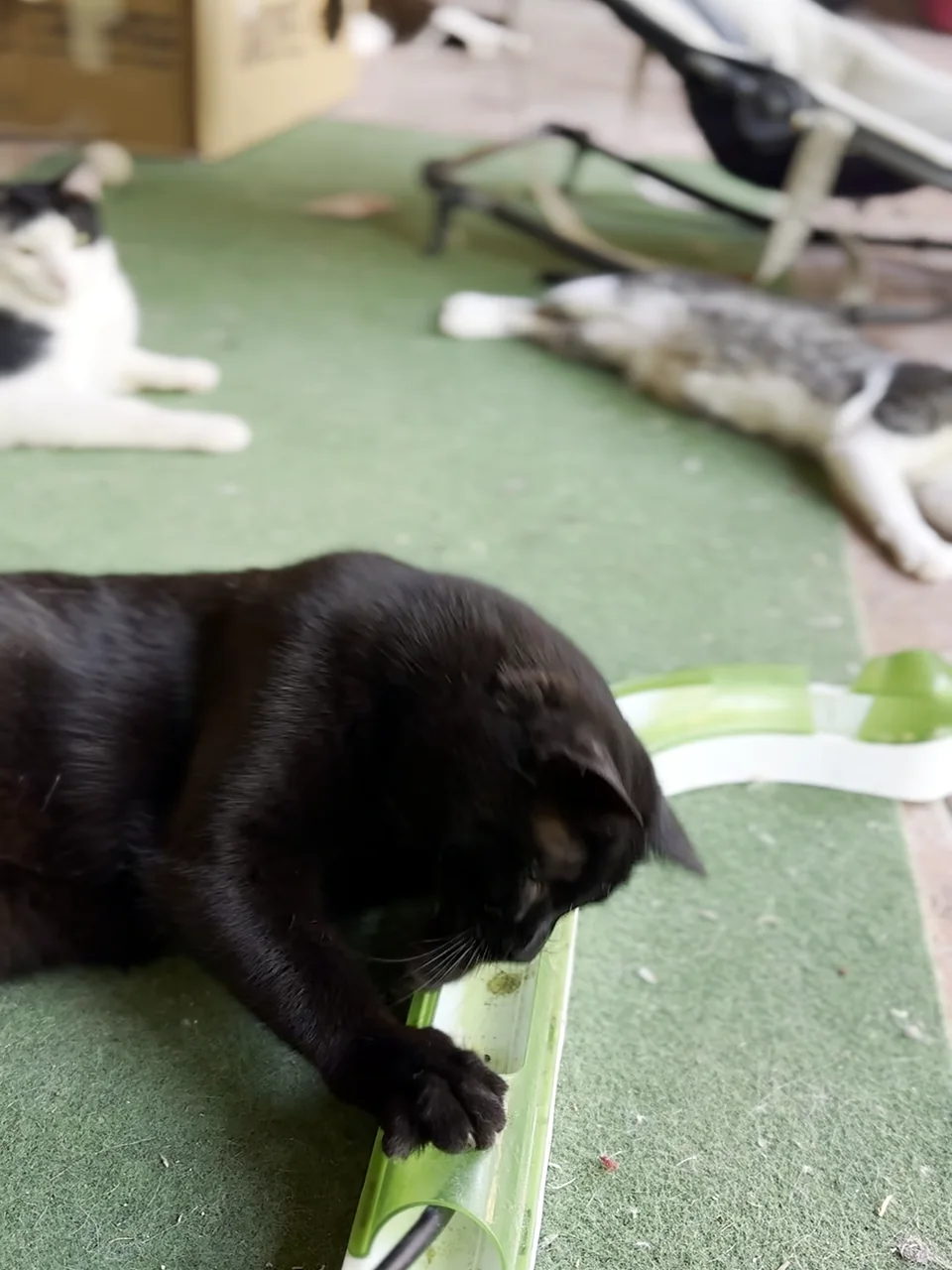 A black cat crouched low, paw out, ready to pounce on a toy