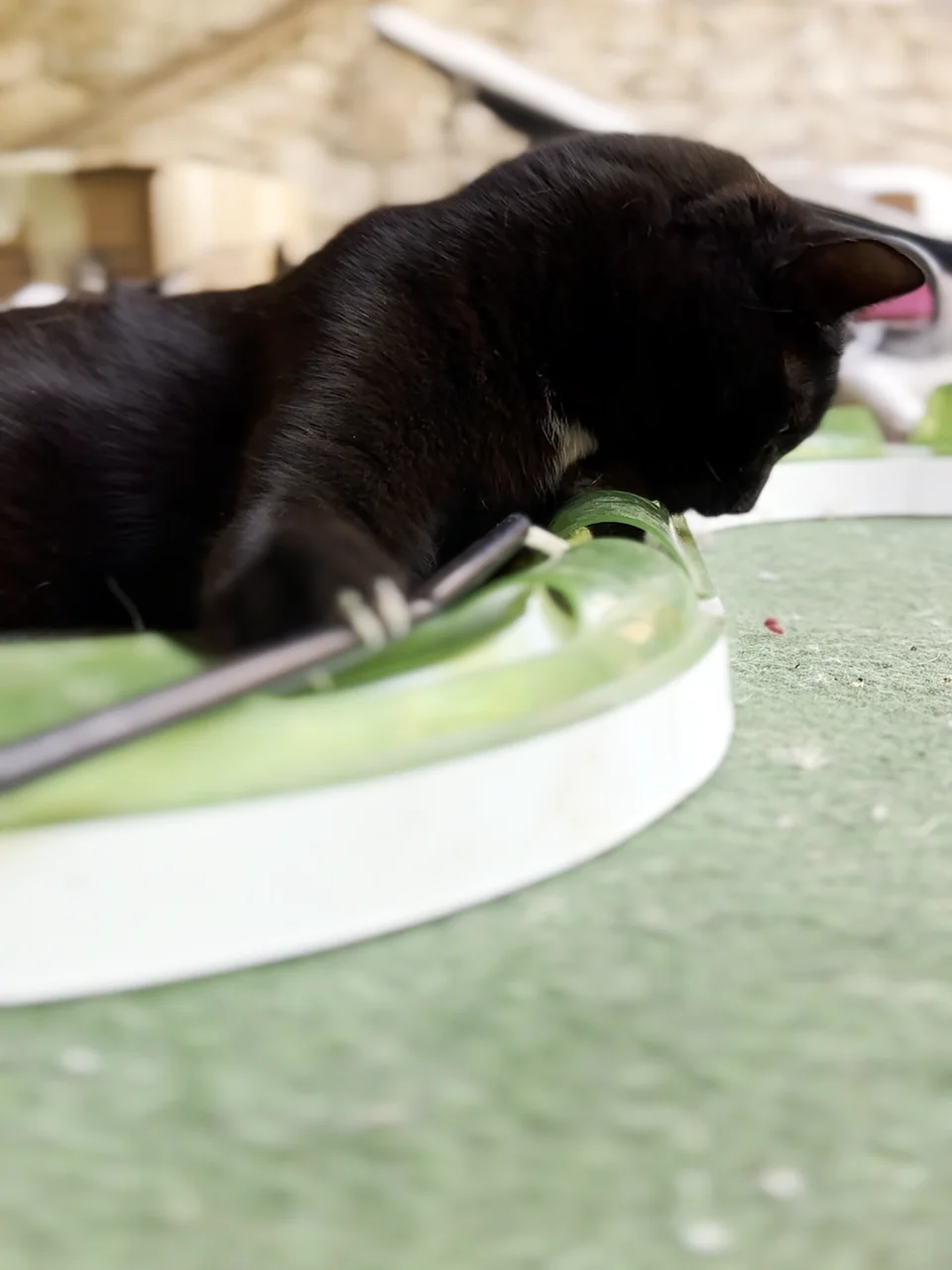 A black cat hooking a simple wand toy in a circular track toy