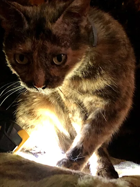 Bagheera — rescued cat, Mumcatorg