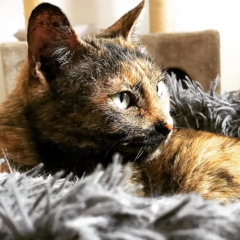 Bagheera — rescued cat, Mumcatorg
