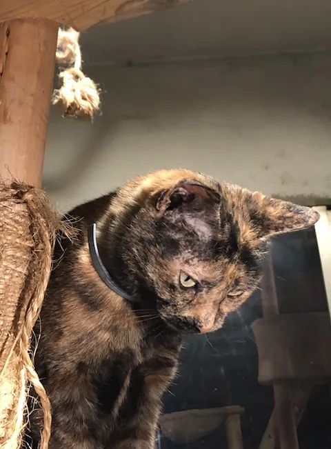 Bagheera — rescued cat, Mumcatorg