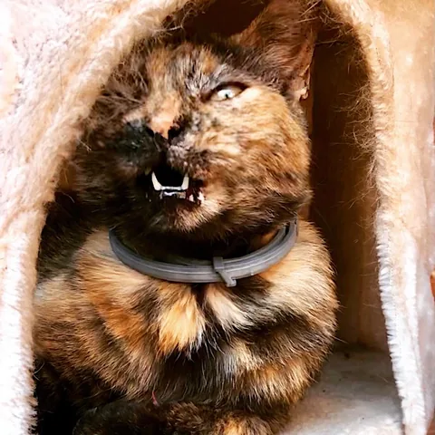 Bagheera — rescued cat, Mumcatorg