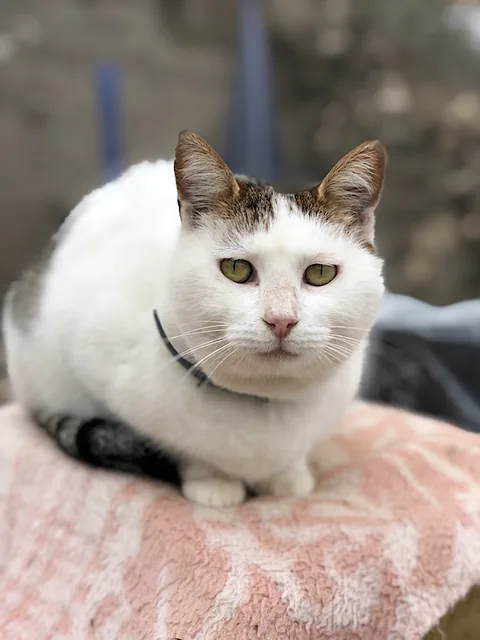 Evita — rescued cat, Mumcatorg