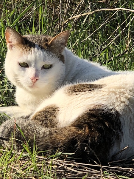 Evita — rescued cat, Mumcatorg