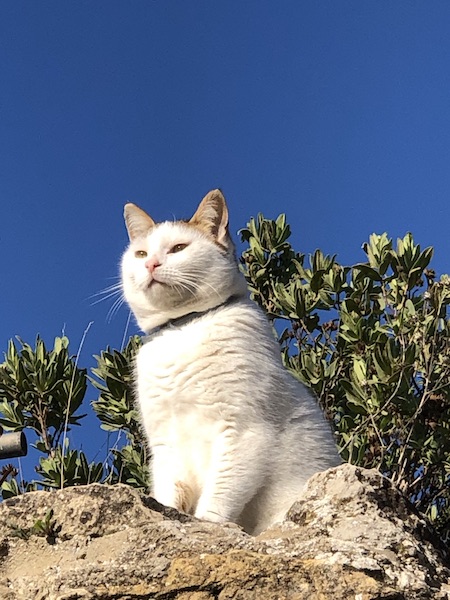 Evita — rescued cat, Mumcatorg