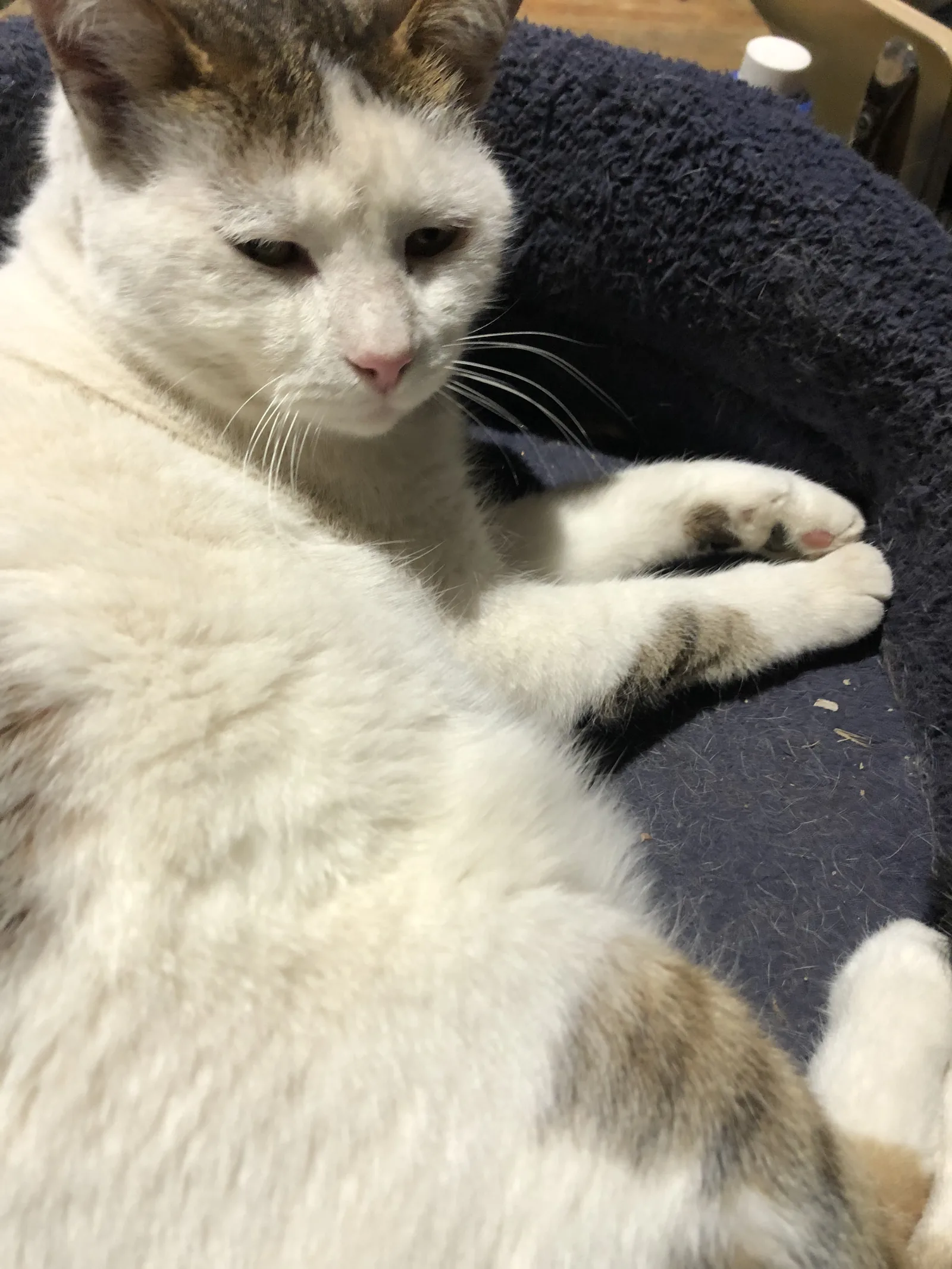 Evita — rescued cat, Mumcatorg