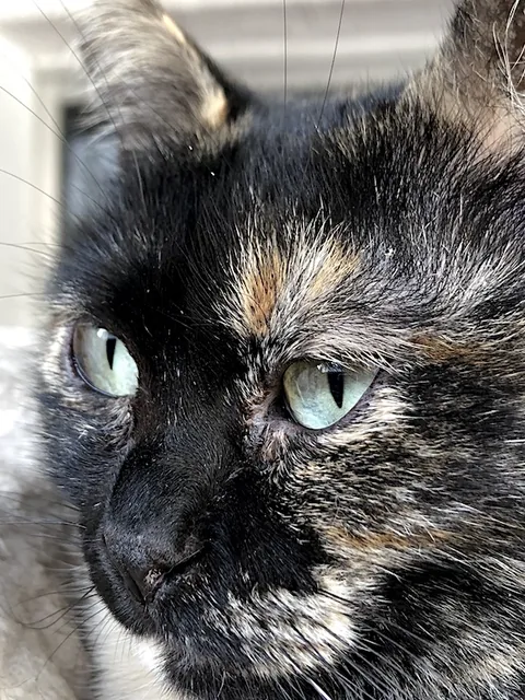 Ferggie — rescued cat, Mumcatorg