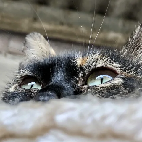 Ferggie — rescued cat, Mumcatorg