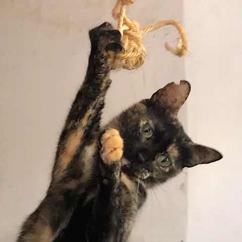 Ferggie — rescued cat, Mumcatorg