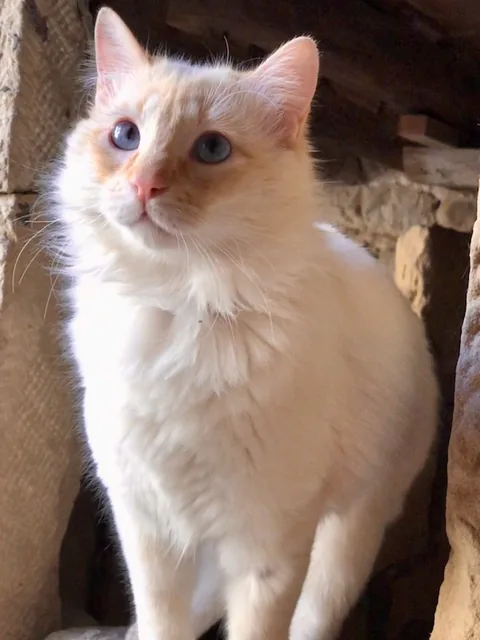 Ivan — rescued cat, Mumcatorg