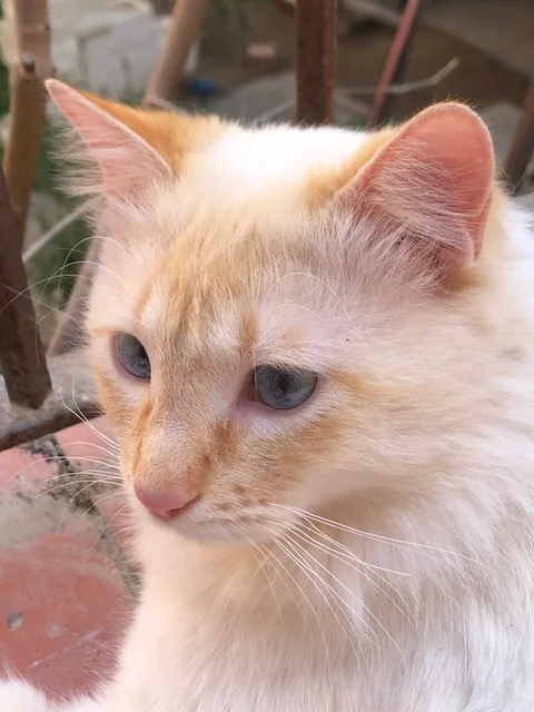 Ivan — rescued cat, Mumcatorg