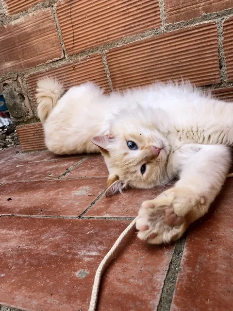Ivan — rescued cat, Mumcatorg
