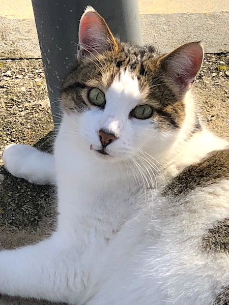 Marco — rescued cat, Mumcatorg