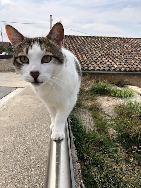 Marco — rescued cat, Mumcatorg