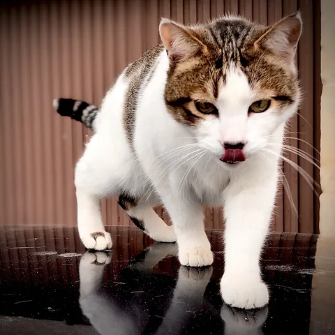 Marco — rescued cat, Mumcatorg