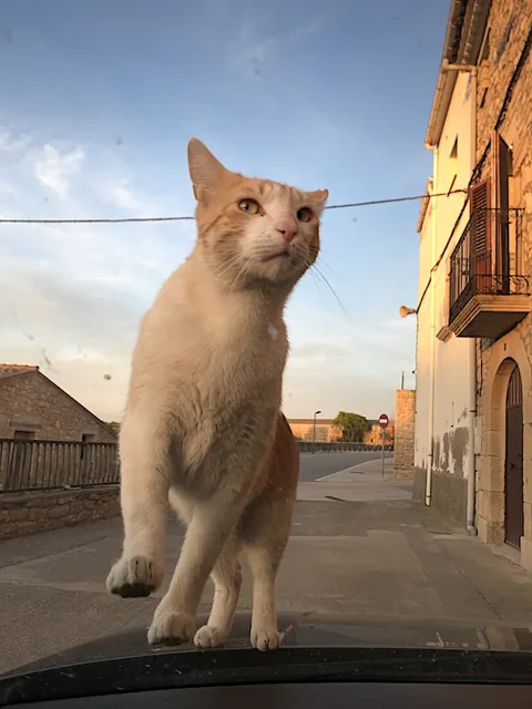 Max — rescued cat, Mumcatorg