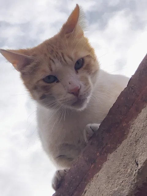 Max — rescued cat, Mumcatorg