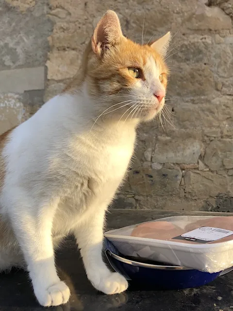 Max — rescued cat, Mumcatorg