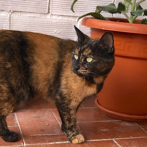 Maya — rescued cat, Mumcatorg