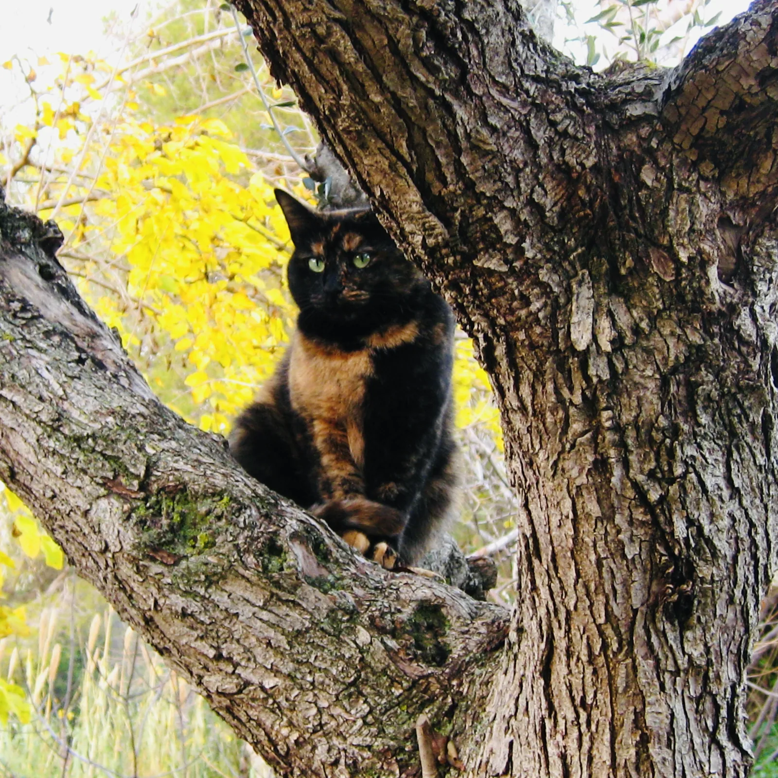 Maya — rescued cat, Mumcatorg