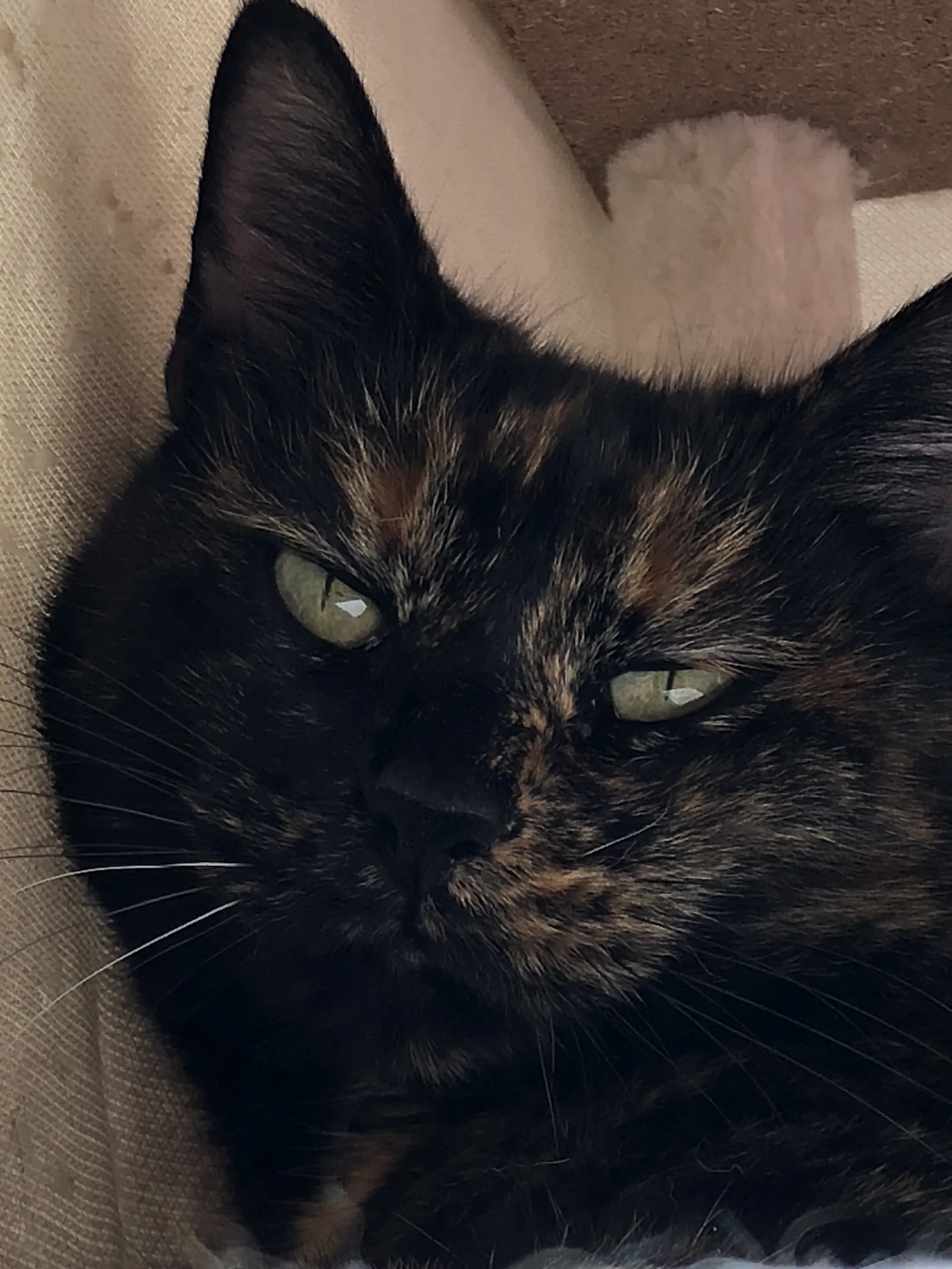 Maya — rescued cat, Mumcatorg