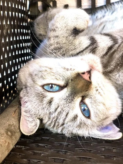 Mia — rescued cat, Mumcatorg