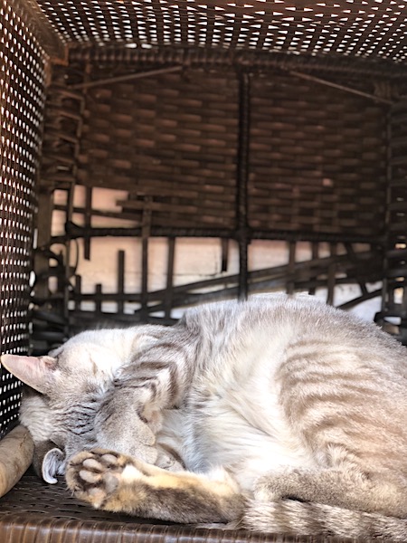 Mia — rescued cat, Mumcatorg