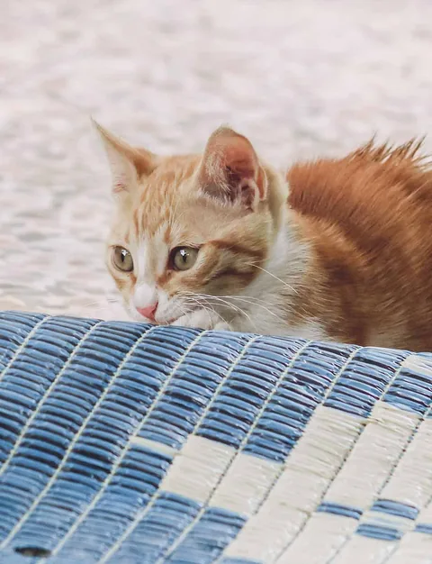 Mia — rescued cat, Mumcatorg