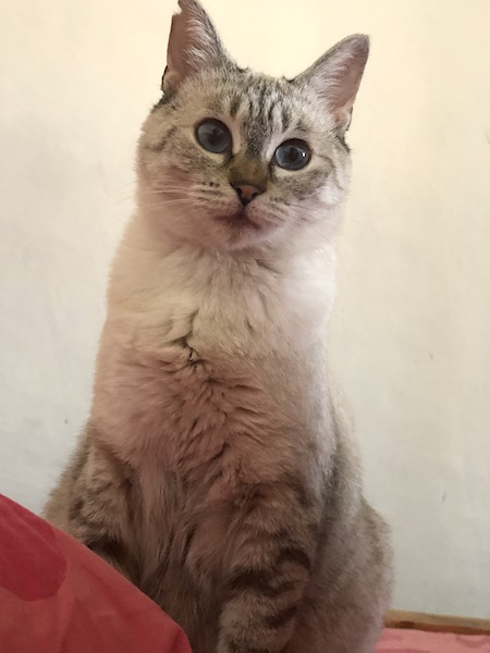 Mia — rescued cat, Mumcatorg