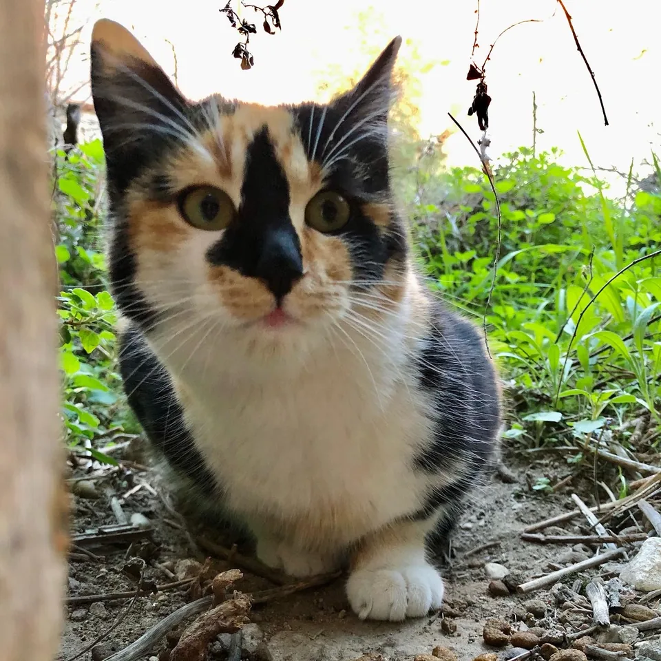 Mikka — rescued cat, Mumcatorg
