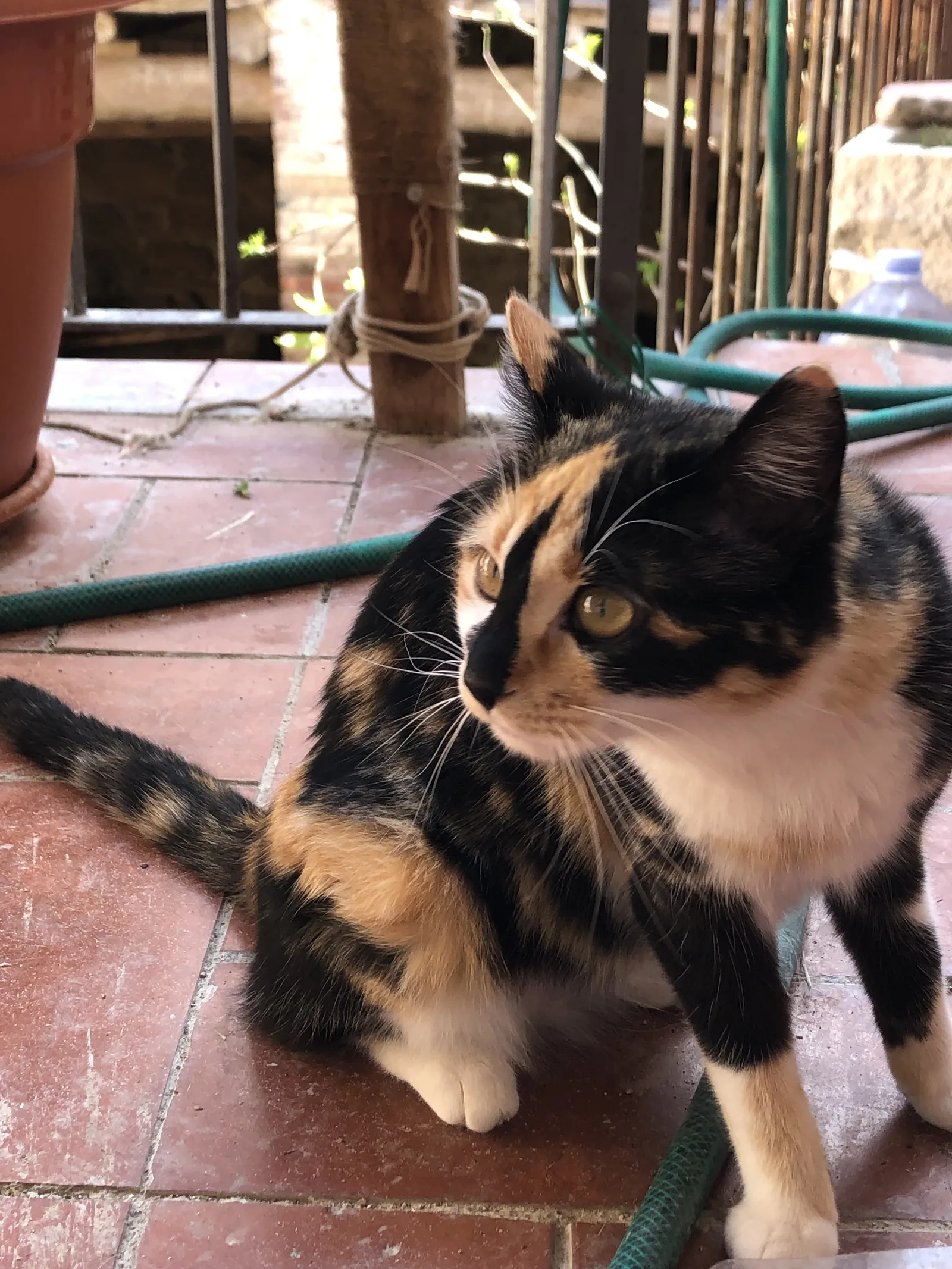 Mikka — rescued cat, Mumcatorg
