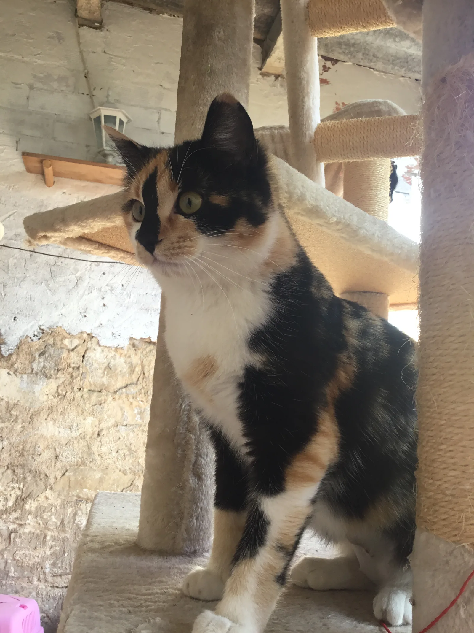Mikka — rescued cat, Mumcatorg