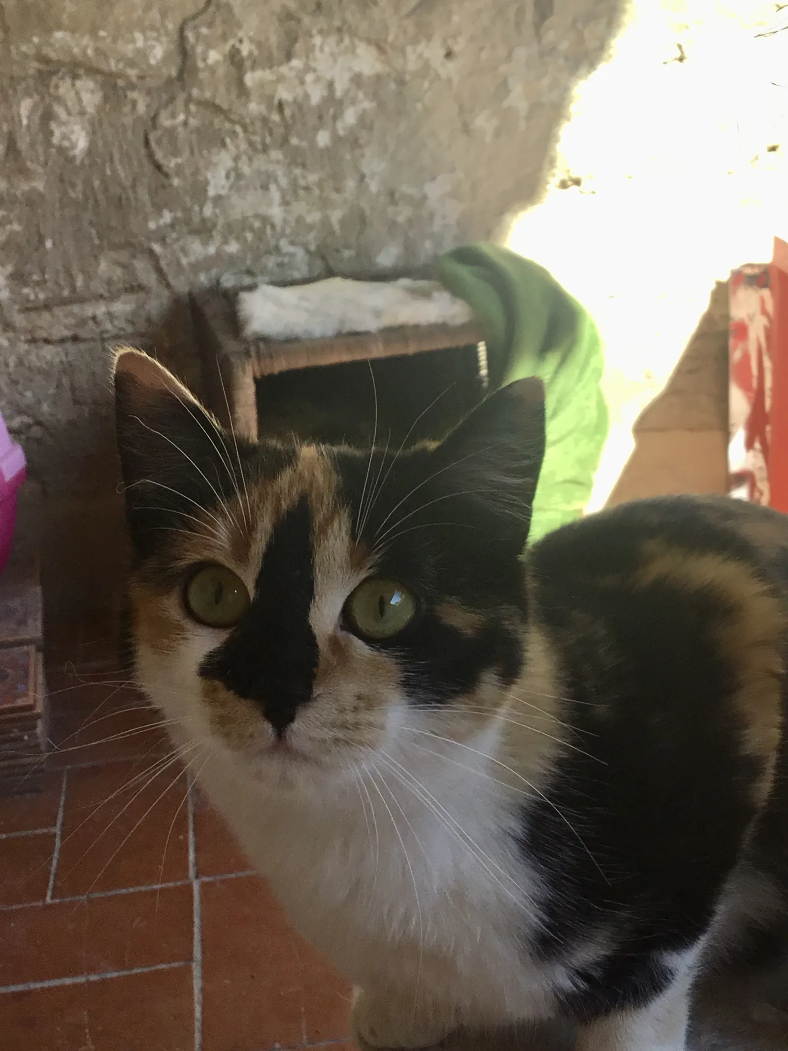 Mikka — rescued cat, Mumcatorg