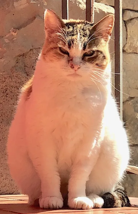 Nera — rescued cat, Mumcatorg