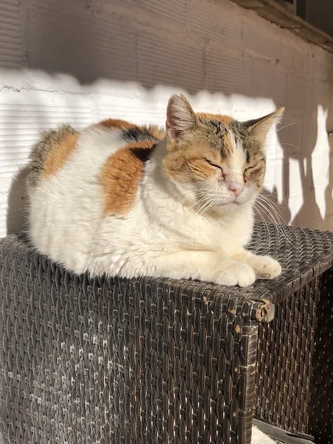 Nera — rescued cat, Mumcatorg
