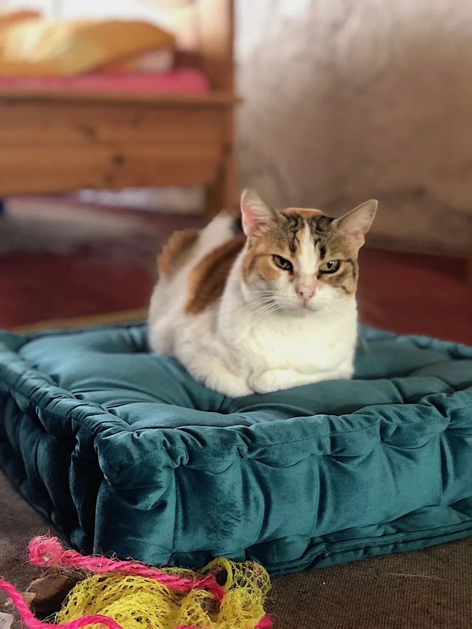 Nera — rescued cat, Mumcatorg