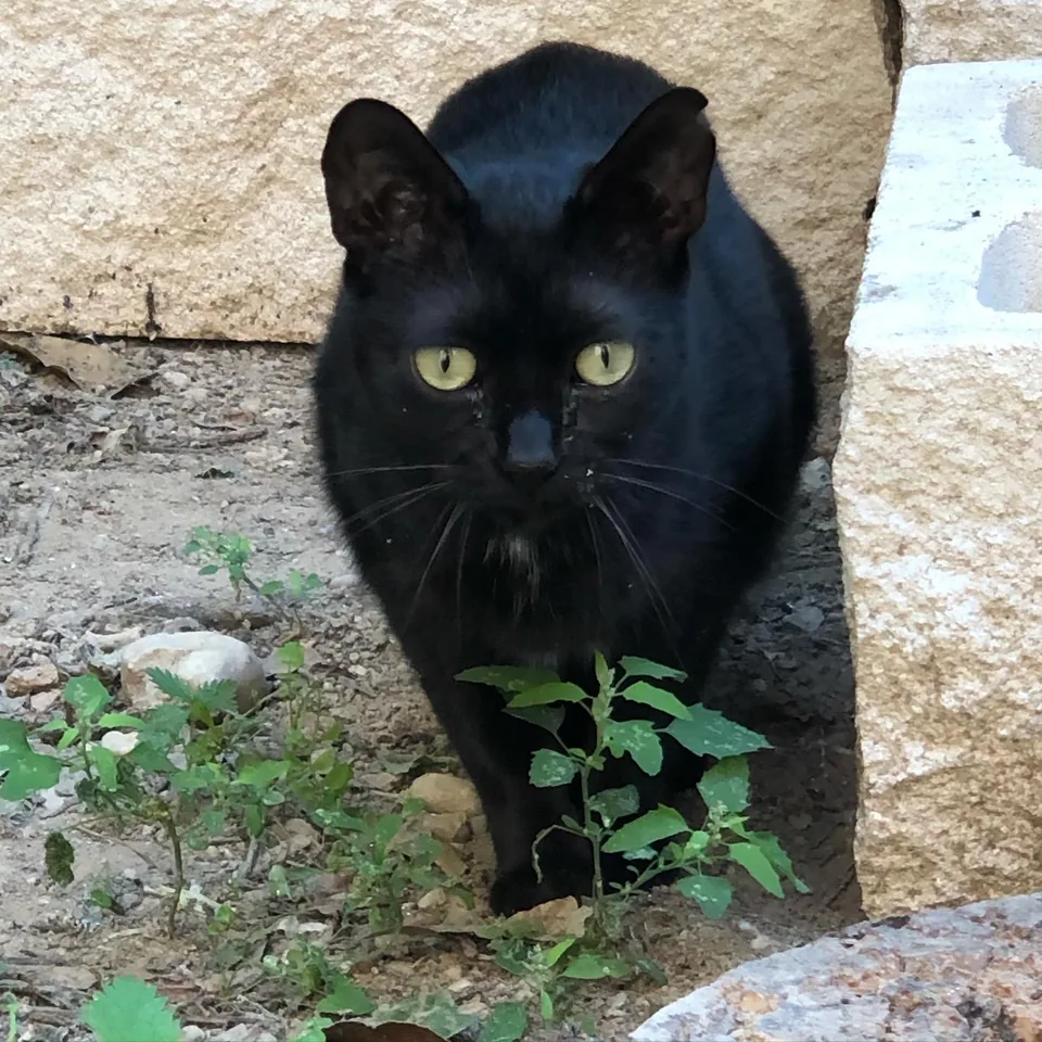 Noa — gato rescatado, Mumcatorg