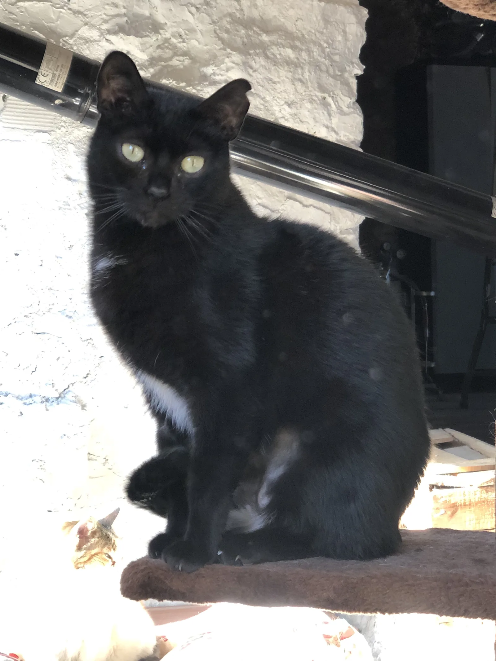 Noa — gato rescatado, Mumcatorg