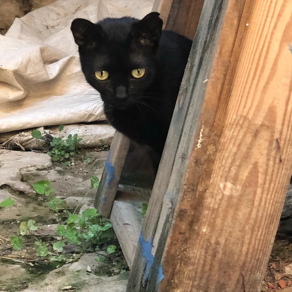 Noa — gato rescatado, Mumcatorg