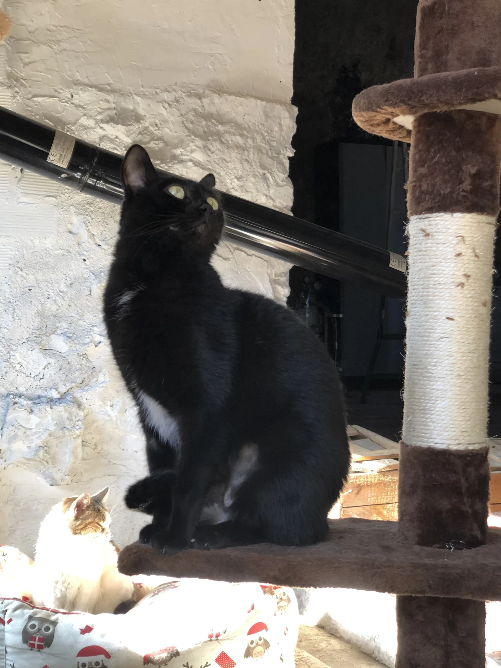 Noa — rescued cat, Mumcatorg